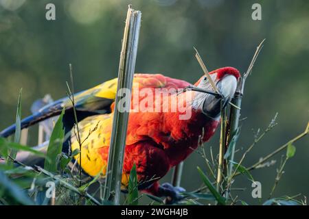 Der scharlachrote Ara (Ara macao), ein großer roter tropischer Papagei. Stockfoto