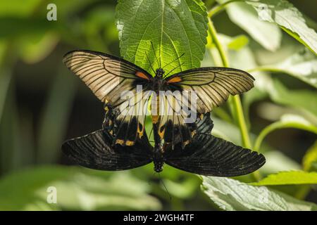 Rubinfleckiger Schwalbenschwanzfalter mit dem gewöhnlichen mormonischen Schwalbenschwanzfalter. Stockfoto