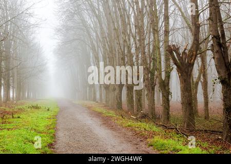 Schotterweg im Park. Blattlose Bäume im Nebel. Schneefreies Winterwetter aufgrund des Klimawandels Stockfoto