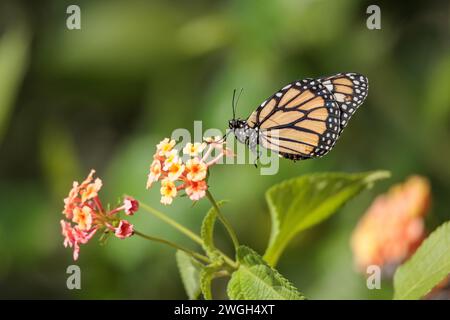 Monarch-Schmetterling ruht auf einer Blume. Stockfoto