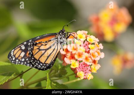 Monarch-Schmetterling ruht auf einer Blume. Stockfoto