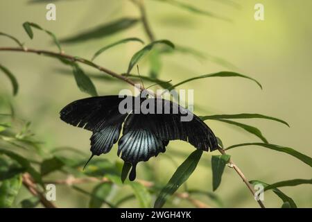 Papilio polytes, der gewöhnliche Mormonenschwalbenschwanz-Schmetterling. Stockfoto