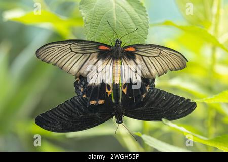 Rubinfleckiger Schwalbenschwanzfalter mit dem gewöhnlichen mormonischen Schwalbenschwanzfalter. Stockfoto