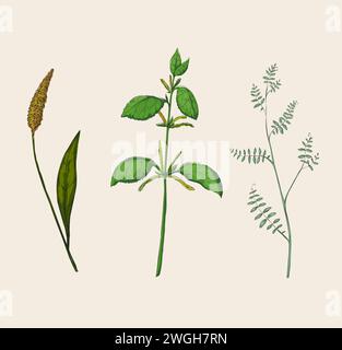 Grußkarte und Einladung isolierte Elemente. Grüne Pflanzen zur Dekoration, dekorative Blätter. Wildblumen handgezeichneter Skizzenstil. Botanischer Garten. Frühlings- und Sommerblatt. Vektor-isoliertes botanisches Set Stock Vektor