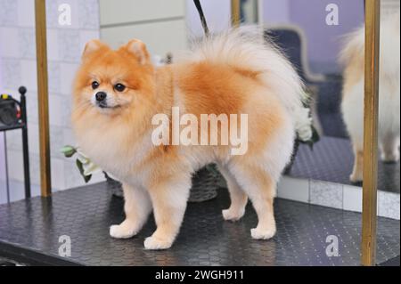 Pommerschen Hund nach der Pflege oder Pflege in einem speziellen Hundepflegesalon. Stockfoto