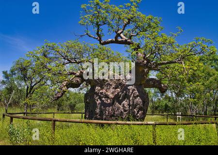 Der Baobab Prison Tree, Derby, Western Australia, ein 1500 Jahre alter, hohler Adansonia gregorii, der einst als Gefangene der Aborigines diente Stockfoto