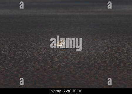 Kentish Plover oder Anarhynchus alexandrinus, gesehen am Akshi Beach in Alibag, Indien Stockfoto