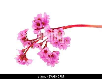 Blühendes Leder bergenia isoliert auf weißem Hintergrund, Bergenia crassifolia Stockfoto