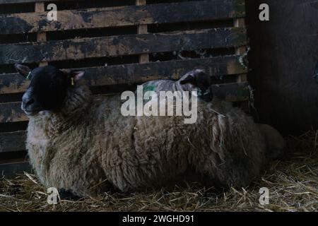 Februar 2024. Raglan Farm, Raglan, Monmouthshire. Die Lammsaison ist gut im Gange, da heute Morgen mehrere Zwillinge und Drillinge geboren wurden. Das Lammen beginnt im Januar und dauert bis April. Bridget Catterall AlamyLiveNews. Stockfoto