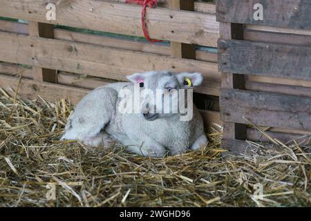 Februar 2024. Raglan Farm, Raglan, Monmouthshire. Die Lammsaison ist gut im Gange, da heute Morgen mehrere Zwillinge und Drillinge geboren wurden. Das Lammen beginnt im Januar und dauert bis April. Bridget Catterall AlamyLiveNews. Stockfoto