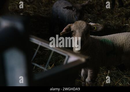 Februar 2024. Raglan Farm, Raglan, Monmouthshire. Die Lammsaison ist gut im Gange, da heute Morgen mehrere Zwillinge und Drillinge geboren wurden. Das Lammen beginnt im Januar und dauert bis April. Bridget Catterall AlamyLiveNews. Stockfoto