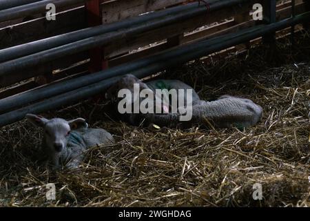 Februar 2024. Raglan Farm, Raglan, Monmouthshire. Die Lammsaison ist gut im Gange, da heute Morgen mehrere Zwillinge und Drillinge geboren wurden. Das Lammen beginnt im Januar und dauert bis April. Bridget Catterall AlamyLiveNews. Stockfoto