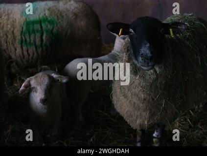 Februar 2024. Raglan Farm, Raglan, Monmouthshire. Die Lammsaison ist gut im Gange, da heute Morgen mehrere Zwillinge und Drillinge geboren wurden. Das Lammen beginnt im Januar und dauert bis April. Bridget Catterall AlamyLiveNews. Stockfoto