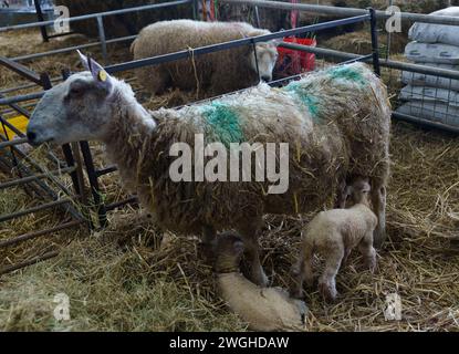 Februar 2024. Raglan Farm, Raglan, Monmouthshire. Die Lammsaison ist gut im Gange, da heute Morgen mehrere Zwillinge und Drillinge geboren wurden. Das Lammen beginnt im Januar und dauert bis April. Bridget Catterall AlamyLiveNews. Stockfoto