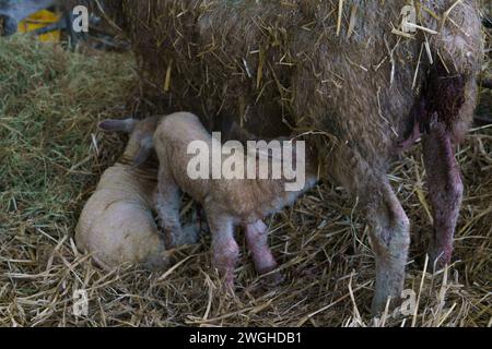 Februar 2024. Raglan Farm, Raglan, Monmouthshire. Die Lammsaison ist gut im Gange, da heute Morgen mehrere Zwillinge und Drillinge geboren wurden. Das Lammen beginnt im Januar und dauert bis April. Bridget Catterall AlamyLiveNews. Stockfoto