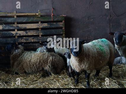 Februar 2024. Raglan Farm, Raglan, Monmouthshire. Die Lammsaison ist gut im Gange, da heute Morgen mehrere Zwillinge und Drillinge geboren wurden. Das Lammen beginnt im Januar und dauert bis April. Bridget Catterall AlamyLiveNews. Stockfoto