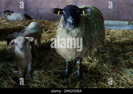 Februar 2024. Raglan Farm, Raglan, Monmouthshire. Die Lammsaison ist gut im Gange, da heute Morgen mehrere Zwillinge und Drillinge geboren wurden. Das Lammen beginnt im Januar und dauert bis April. Bridget Catterall AlamyLiveNews. Stockfoto