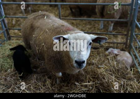 Februar 2024. Raglan Farm, Raglan, Monmouthshire. Die Lammsaison ist gut im Gange, da heute Morgen mehrere Zwillinge und Drillinge geboren wurden. Das Lammen beginnt im Januar und dauert bis April. Bridget Catterall AlamyLiveNews. Stockfoto