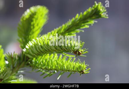 Nordmanntanne oder Abies Nordmanniana Ast, geringe Tiefenschärfe Stockfoto