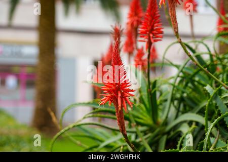 Die rote Blütenstände der Aloe arborescens (krantz Aloe) Pflanze. Wunderschöne Blumen im tropischen Garten Stockfoto