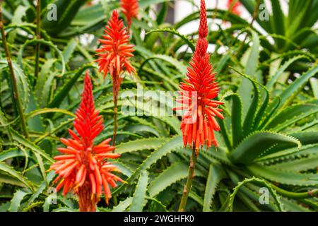 Rote Blütenstände von Aloe arborescens (krantz Aloe oder Candelabra Aloe) Pflanze. Wunderschöne Blumen Stockfoto