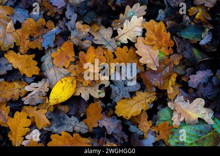 Verschiedene Und Farbenfrohe Herbstblätter Stockfoto