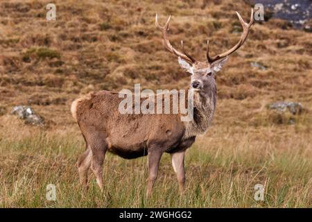 Rotwild Cervus elaphus ein Alarmhirsch auf einem Hügel an der Westküste Schottlands Stockfoto