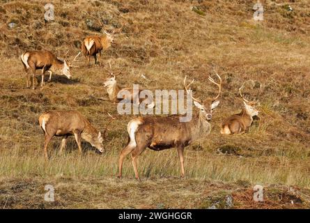 Rotwild Cervus elaphus Gruppe von sechs Hirschen auf einem Hügel an der Westküste Schottlands Stockfoto