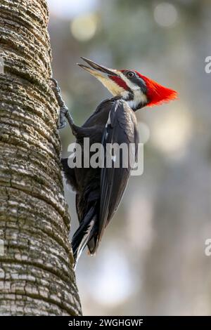 Spechte (Dryocopus pileatus) auf Baumstamm, Florida, USA. Stockfoto