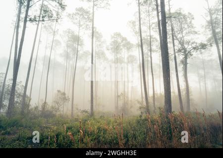 Wald mit Nebel und Kiefern im Paynes Prairie Preserve State Park, Florida, USA. Stockfoto