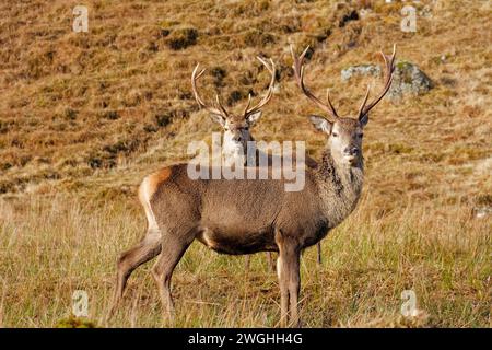 Rotwild Cervus elaphus zwei große Hirsche an einem Hügel an der Westküste Schottlands im Winter Stockfoto