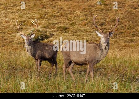 Rotwild Cervus elaphus zwei Hirsche auf einem Hügel an der Westküste Schottlands Stockfoto