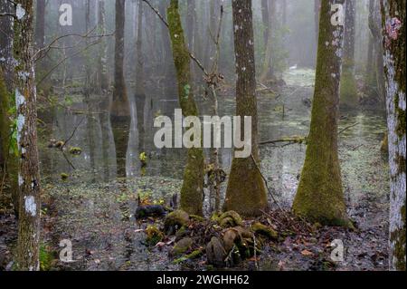 Feuchtgebiete mit großen Zypressen im Paynes Prairie Preserve State Park, Florida, USA. Stockfoto