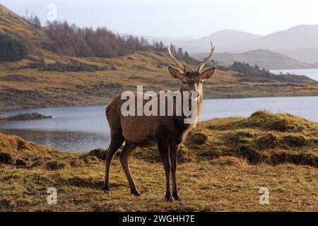 Rothirsch Cervus elaphus junger Hirsch, der neben einem Loch an der Westküste Schottlands steht Stockfoto