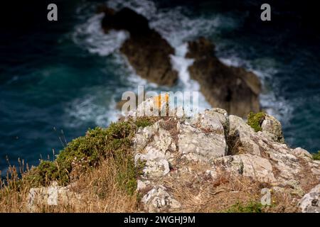 Eine malerische Aussicht auf eine felsige Klippe am Meer. Stockfoto