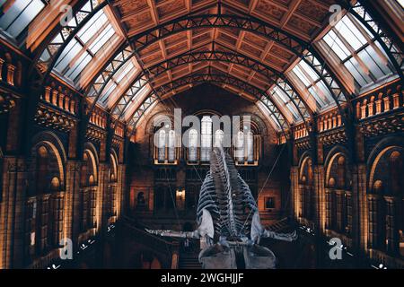 London Natural History Museum, in England am 25. Oktober 2017 Stockfoto