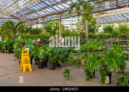 Gewächshaus mit Reihen verschiedener Pflanzen zum Verkauf im Gartencenter. Stockfoto