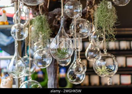 Die Ausstellung von Flugpflanzen in hängenden Glasdekorationsräumen in der örtlichen Pflanzenzüchtung. Stockfoto