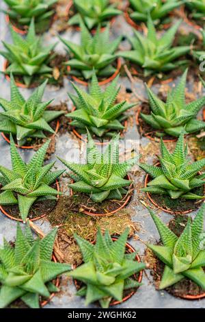 Reihen kleiner Sukkulenten zum Verkauf in der örtlichen Pflanzenzüchtung. Stockfoto