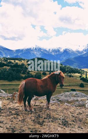 Einsames braunes Pferd in den Pyrenäen in Frankreich, am 4. September 2023 Stockfoto