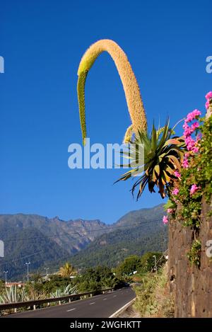 fuchsschwanz oder Löwenschwanz Agave, Schwanenhalsagave (Agave attenuata) La Palma, Kanarische Inseln, Spanien Stockfoto