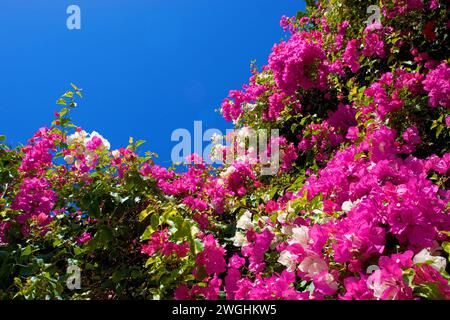 Bougainvillea (Bougainvillea), La Palma, Kanarische Inseln, Spanien Stockfoto