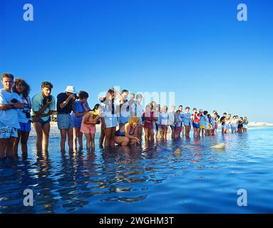 Touristen beobachten Delfine, Monkey Mia, Shark Bay, West Australia Stockfoto