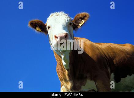 Eine Kuh schaut von oben auf mich herunter, Oberbayern, Deutschland Stockfoto