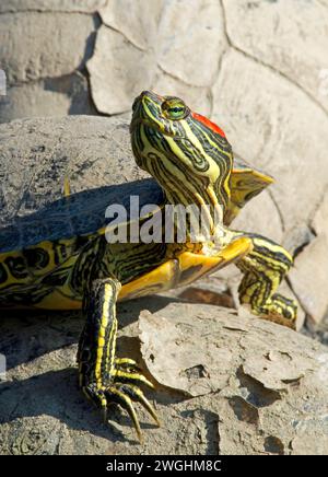 Rotohr-Schieber oder Rotohr-Terrapin (Trachemys scripta elegans) Stockfoto