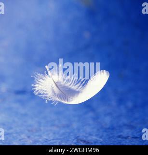 Eine kleine weiße Vogelfeder in Nahaufnahme Stockfoto