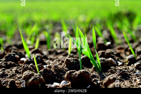 Junge Getreidepflanzen gegen das Licht Stockfoto