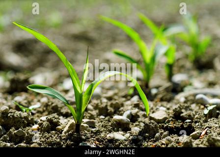 Junge Maispflanzen gegen das Licht Stockfoto