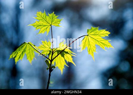 Blätter des Platanen-Ahorns (Acer pseudoplatanus) gegen das Licht Stockfoto