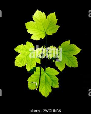 Blätter des Platanen-Ahorns (Acer pseudoplatanus) gegen das Licht Stockfoto